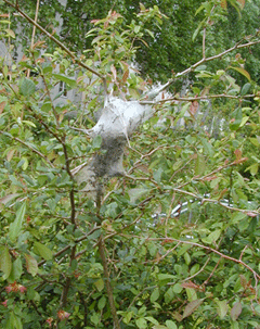オビカレハ幼虫のつくった巣写真