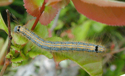 ドクガ 幼虫 によく似た毛虫 札幌市