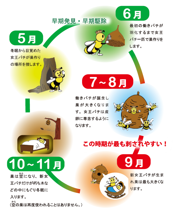 スズメバチの一生