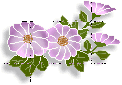 菊の花4輪の画像
