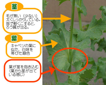 けしの葉と茎の特徴