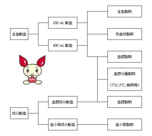 全血献血は200ミリリットル献血と400ミリリットル献血があり、全血製剤、赤血球製剤、血漿製剤などとして使用されます。成分献血は血漿成分献血と血小板成分献血に分かれ、血漿製剤や血小板製剤として使用されます。