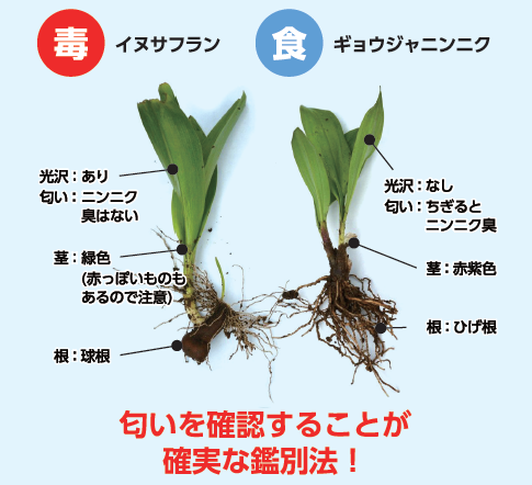 イヌサフランとギョウジャニンニクの違い