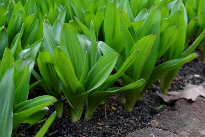 イヌサフランの葉(春)