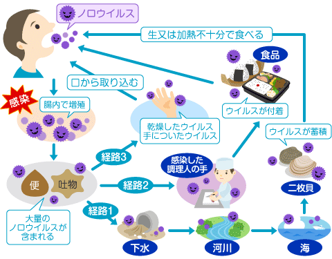 経路 感染 ノロ ウィルス