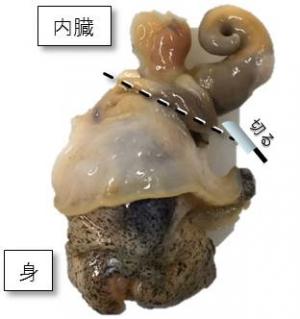 テトラミン ツブ貝 による食中毒 札幌市