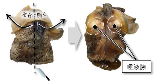 テトラミン ツブ貝 による食中毒 札幌市