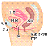 子宮脱センター図1