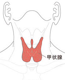 喉の構造