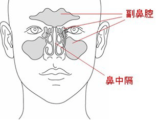 鼻の構造