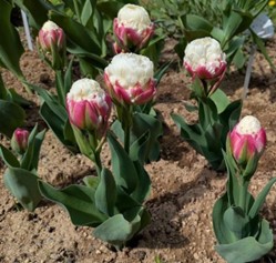 花壇の花