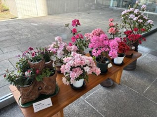 鉢植えの花