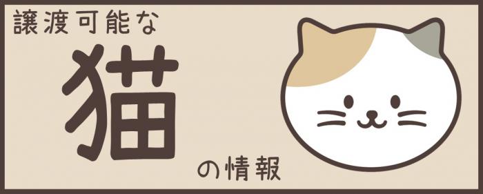 譲渡可能な猫の情報