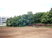 写真4あやめの中学校校地内遺跡の森の様子