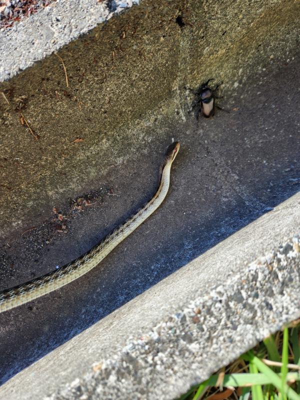 カブトムシ