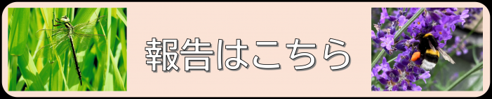 houkoku