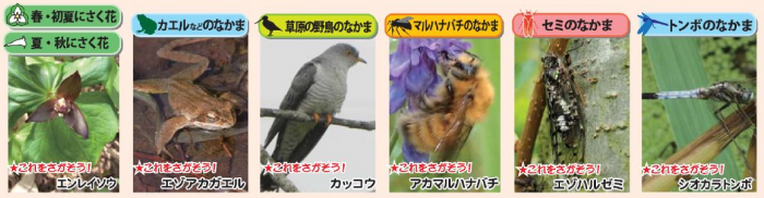 生き物さがし2019対象種