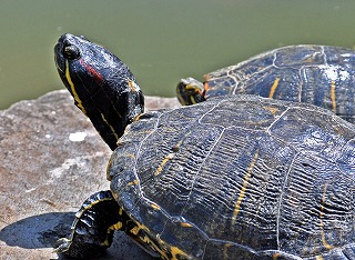 アカミミガメ