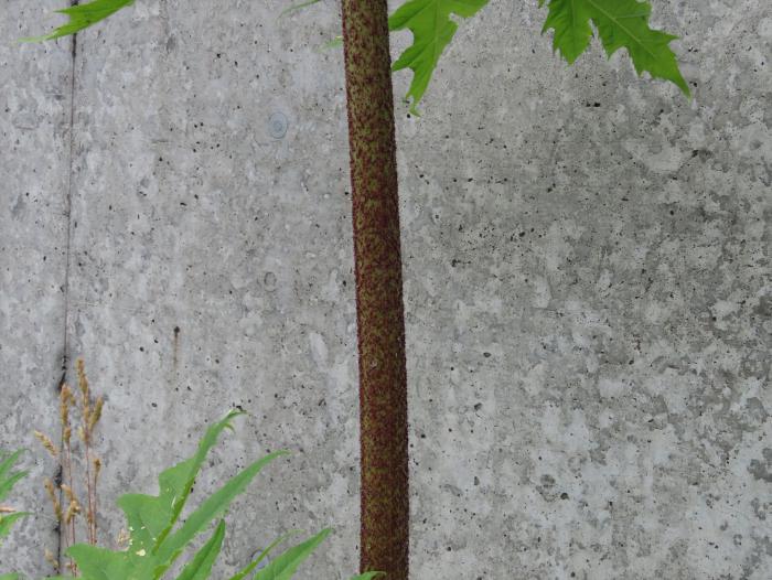 茎（下部）