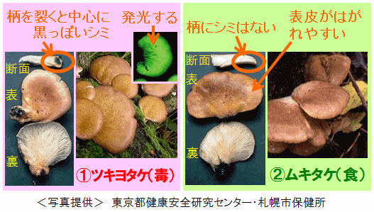 ツキヨタケとムキタケ