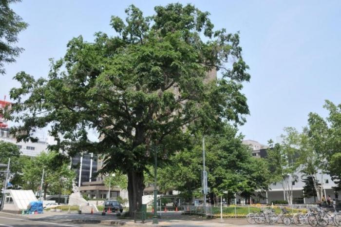 旧市民会館前のハルニレの写真