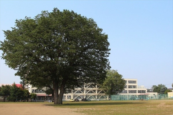 真駒内曙中学校のハルニレの写真