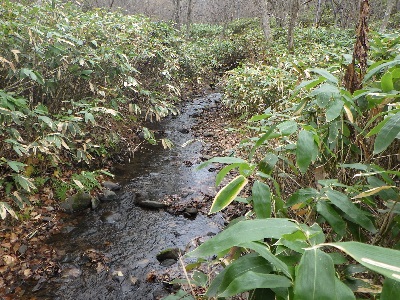 盤渓川上流の様子