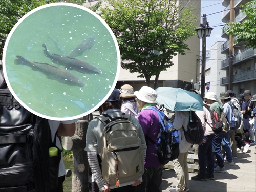 川の中のコイを見るツアー参加者の様子
