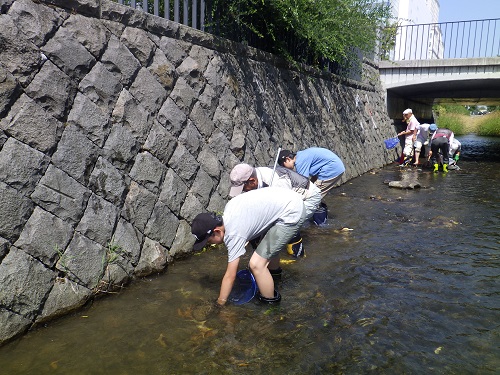 魚類の捕獲　たも網