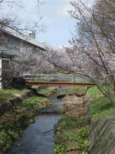 精進川の写真