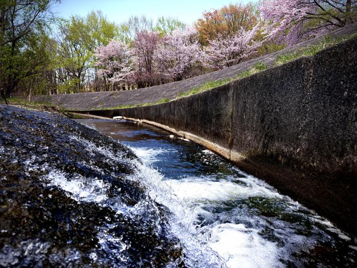 南の沢川の写真