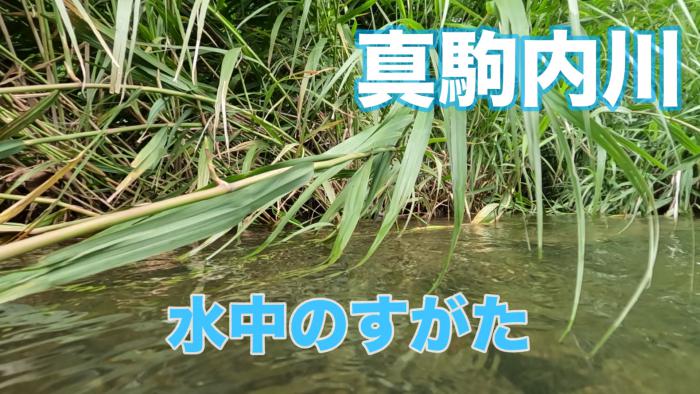 真駒内川の写真