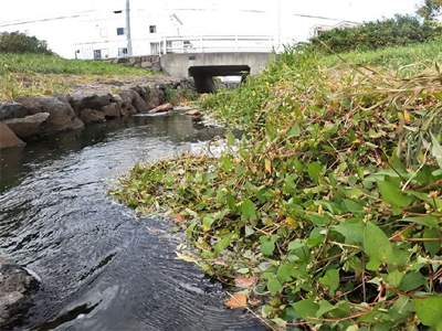 東屯田川の写真