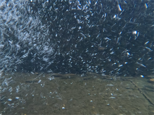 中の沢川の写真