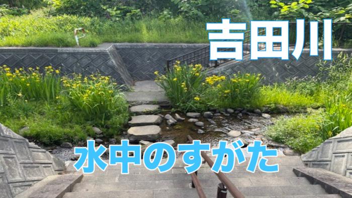 吉田川の写真