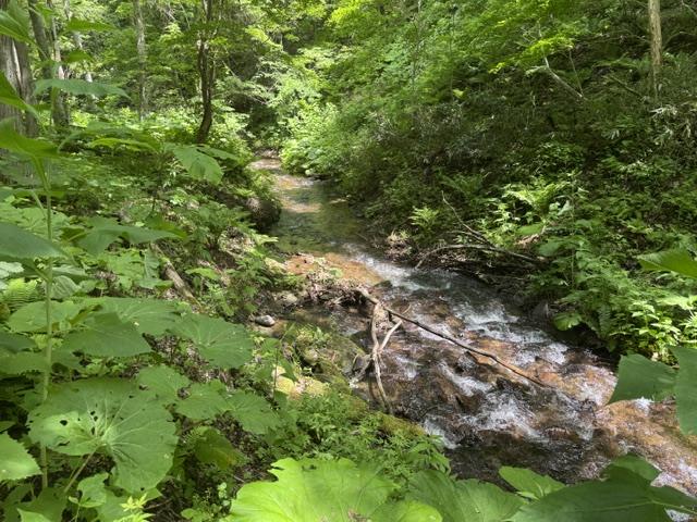 鱒見の沢川の写真