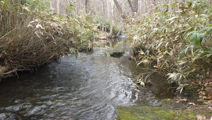 琴似川の写真