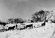 馬ソリでの雪捨て(大通り公園へ)