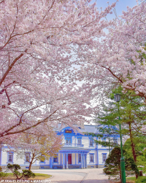 豊平館の桜の木
