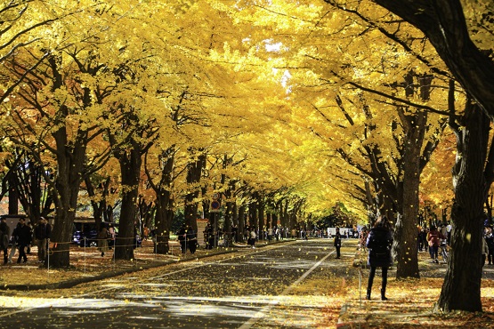 写真：北海道大学イチョウ並木