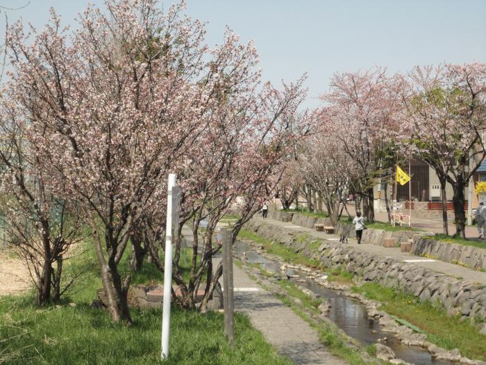 春の安春川のようす