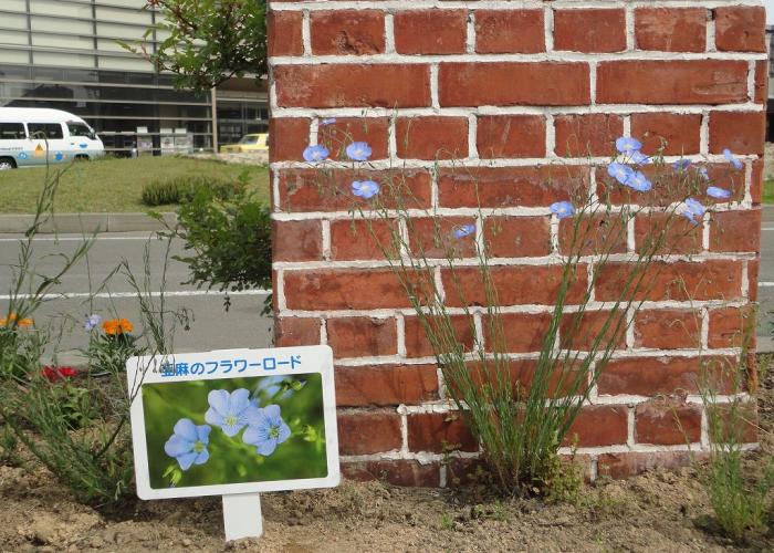 駅前ロータリーの亜麻の花