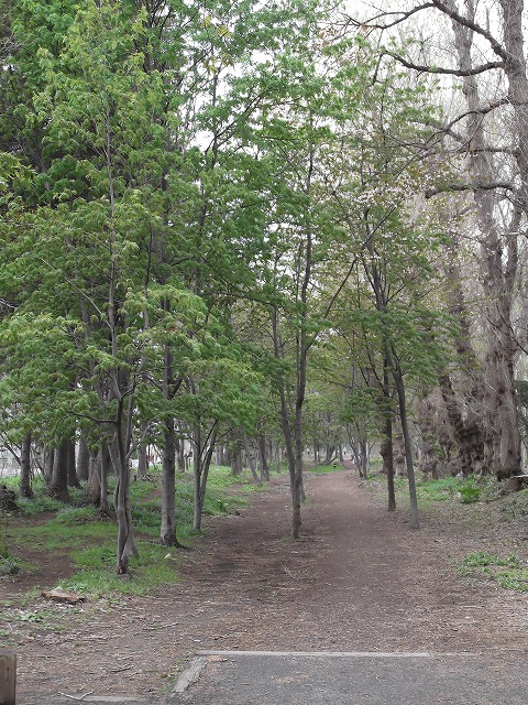 屯田防風林