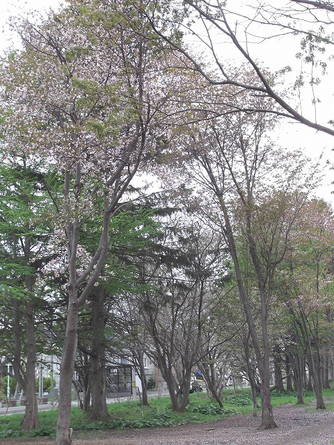 防風林桜