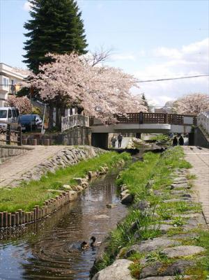安春川5月5日鴨