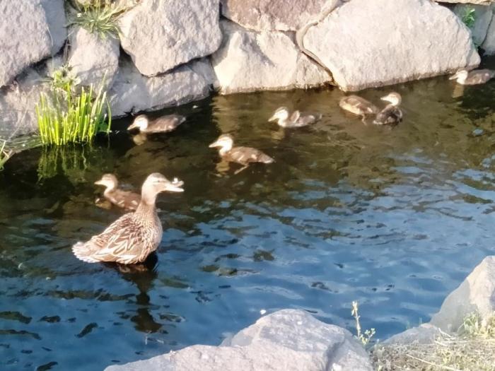 安春川のマガモの親子（母とひな鳥）