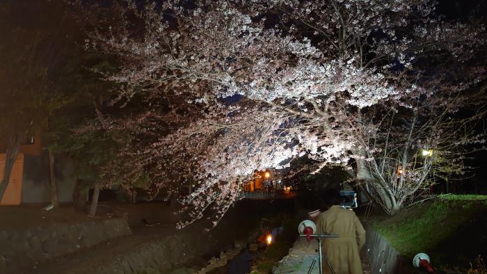 夜桜撮影の様子その１