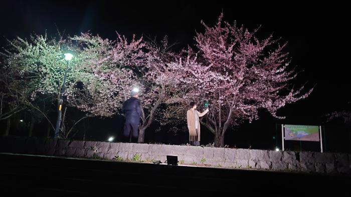 夜桜撮影の様子その3