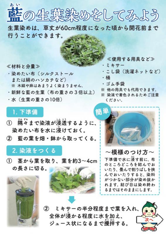 藍の生葉染めをしてみよう（表面）