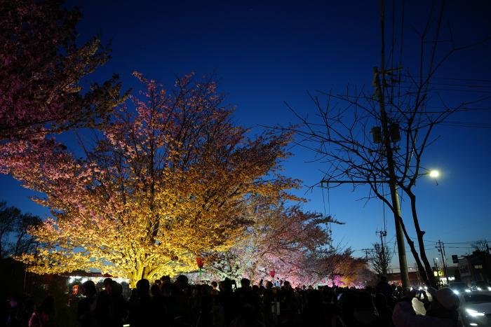 夜桜１